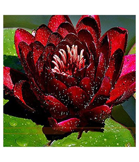 Mini Water Lily Lotus Flower Seeds Red And Black Pack Of 10 Buy