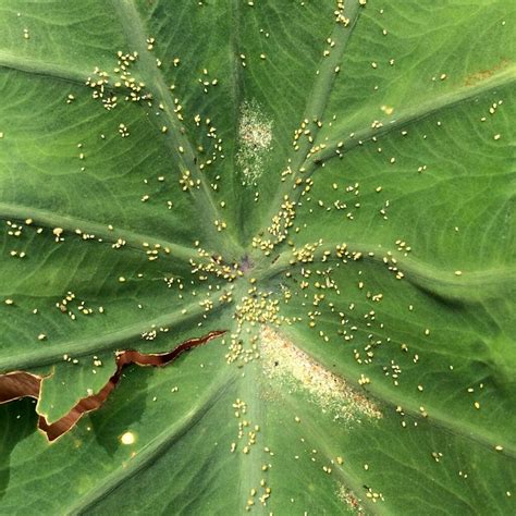 Spider mites can ruin your plants, whether you're growing hydroponically or outdoors in soil. Taro (Colocasia esculenta): Aphids and spider mites ...