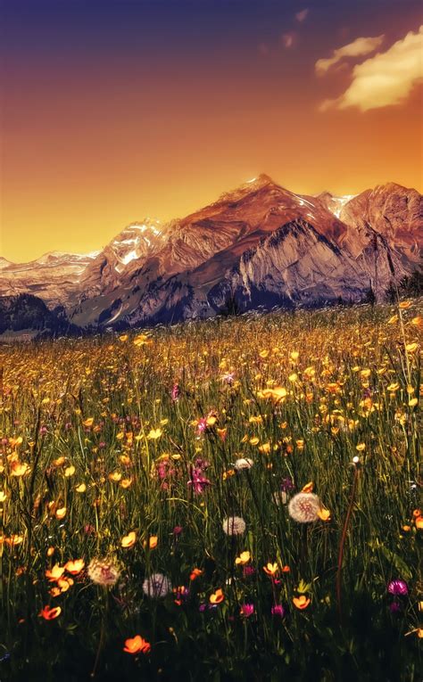 Download Wallpaper 950x1534 Landscape Plants Mountains Sunset