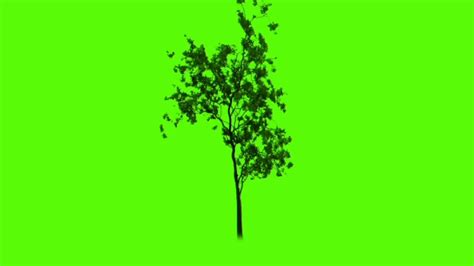 Tree Green Screen Youtube