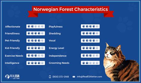 Norwegian Forest Cat Breed Profile Size Health And Care