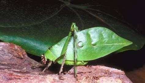 Large Bugs That Look Like Leaves Animals Momme