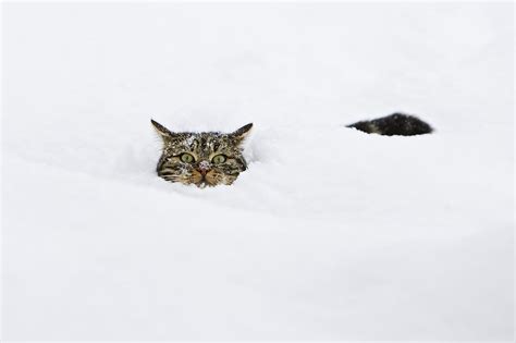 Domestic Cat Felis Catus In Deep Snow Photograph By Konrad Wothe Pixels