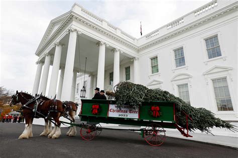jill biden receives the white house christmas tree with military families