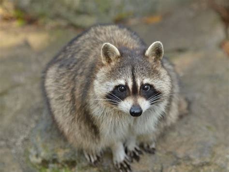 2 Potentially Rabid Raccoons Captured In Rock Spring Area Arlington