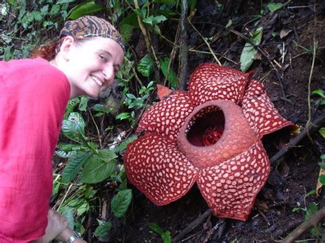 Can you name few from our list of most expensive flowers this bloom is very rare in the modern world and back in 2006 one grower sold his bloom for a staggering $15.8 million (c. Rachel and a Rafflesia, the biggest flower in the world ...