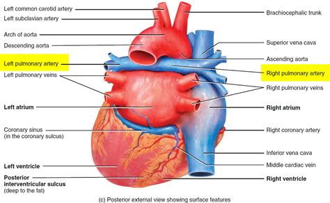 Pulmonary Embolism Causes Signs And Symptoms Diagnosis Treatment
