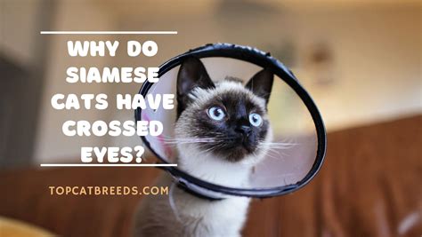 Why Do Siamese Cats Have Crossed Eyes Top Cat Breeds