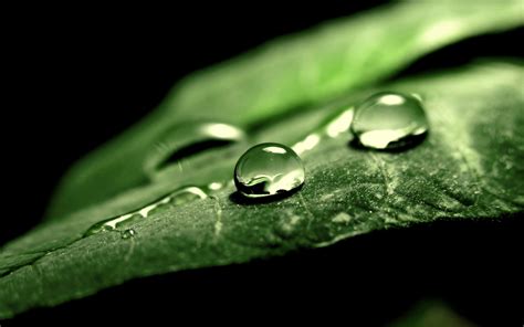 Photography Nature Macro Leaves Water Drops Black