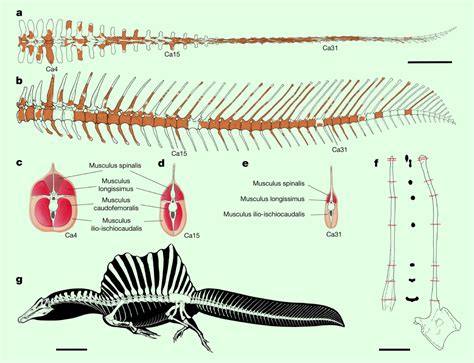 Spinosaurus Aegyptiacus Is First Known Aquatic Dinosaur Paleontology