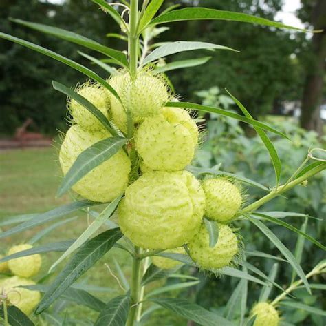 Hairy Balls Gardeners Workshop