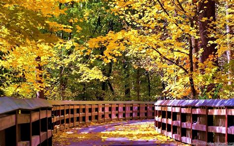 Bridges Forest Bridge Autumn Sunlight Wooden Fall Trees Leaves