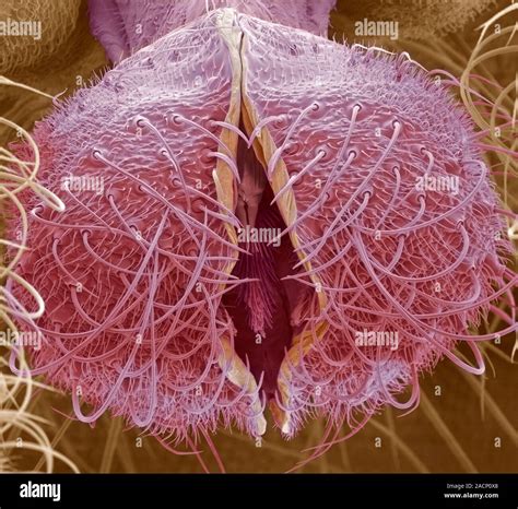 Midge Mouthparts Coloured Scanning Electron Micrograph Sem Of Part