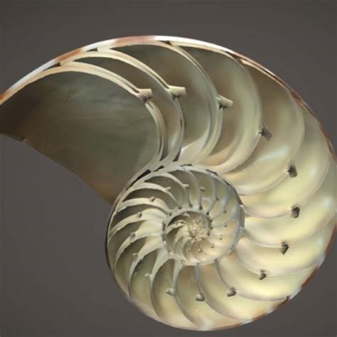 3d Printable Nautilus Shell By Scan The World