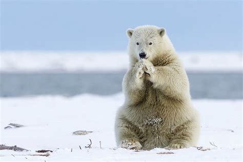 Polar Bear Praying That Global Warming Will Stop Praying Nature Snow