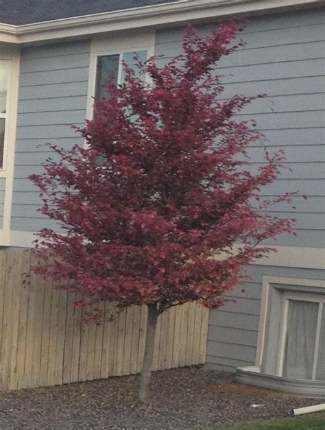 Its ancestry includes the copper beech which explains its rich bronze coloring. Photo of the entire plant of European Beech (Fagus ...