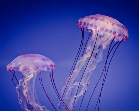 Wallpaper Beautiful Two Jellyfish Tentacles Sea Underwater 1920x1200