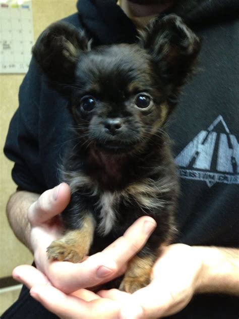 See full list on vequill.com Chihuahua Terrier Mix Black Long Hair - Pets Lovers