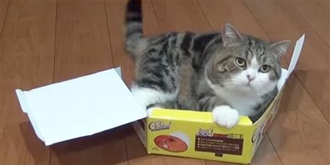 Maru The Cat Gets Thwarted By Broken Box Throws Some Shade Huffpost