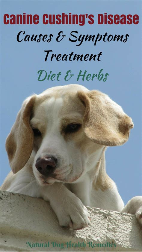Treat Canine Cushings Disease Using Herbs And Natural Diet Doghealth
