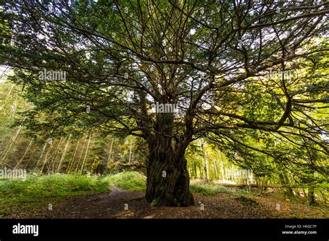 King Yew Ancient Yew Tree In The Forest Of Dean Uk Seasons Autumn In