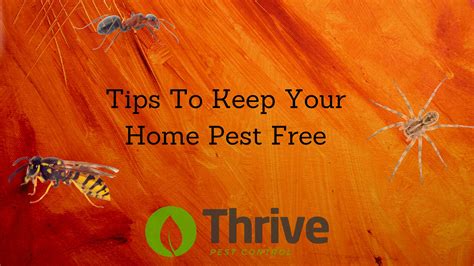 Tips To Keep Your Home Pest Free - Thrive Pest Control