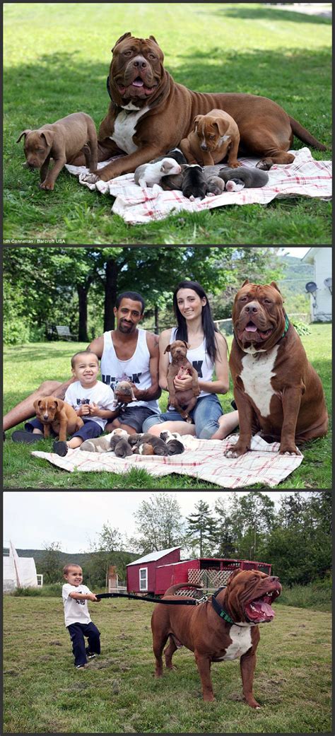 World’s Largest Pitbull Hulk Fathers Eight Adorable Puppies Worth Half A Million Dollars