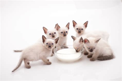 There are no truly hypoallergenic cat breeds. Check Out the Distinct Personality of the Snowshoe Siamese ...