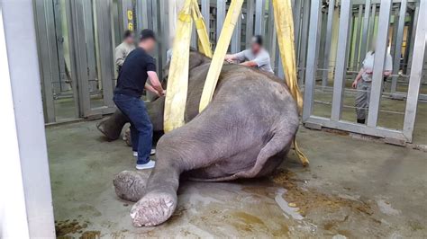 1 Worst Zoo For Elephants Oklahoma Zoo Youtube