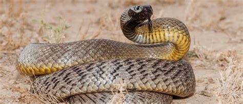 The Top 10 Most Venomous Snakes In The World A Z Animals