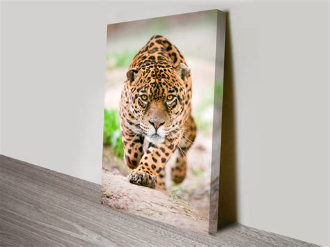 86 xjs 5.3 he low millage 17,000. Hunting Jaguar Canvas Wall Art Newcastle Maitland