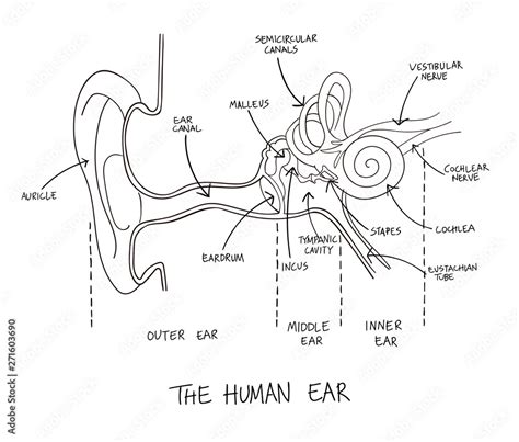 Hand Drawn Illustration Of Human Ear Anatomy Stock Vector Adobe Stock