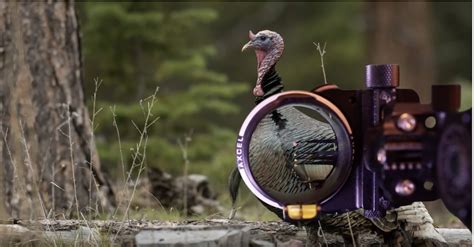 Tricky Business Shot Placement On Turkeys Bowhunters United