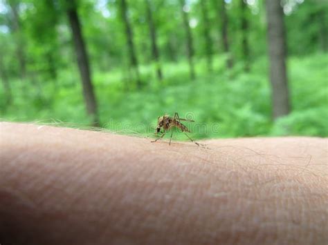 A Mosquito On Arm Stock Image Image Of Irritation Animals 55092745