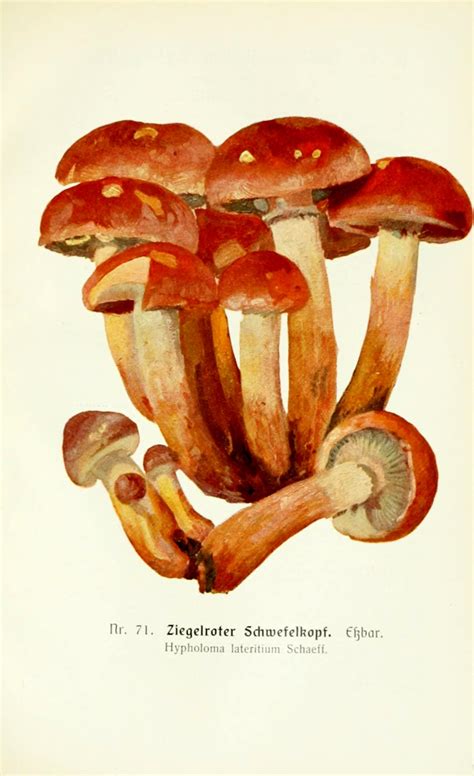 Scientific Illustration Wapiti Edible And Poisonous Mushrooms Of The