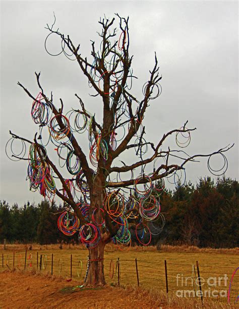 Hula Hoop Tree 9 Photograph By Nicole Engelhardt Fine Art America
