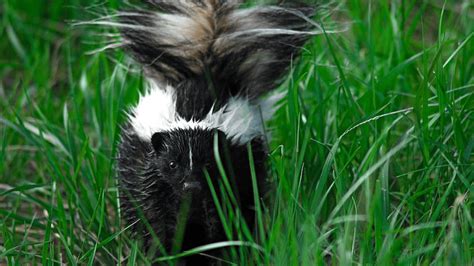 Where Do Skunks Live And How To Keep Them Out Of Your Yard