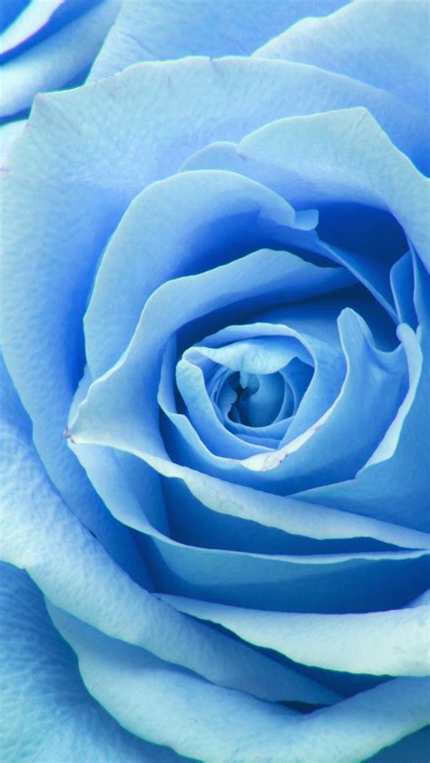 Ne44 Flower Blue Rose Zoom Love Wallpaper
