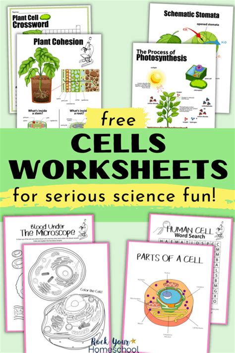 cells worksheets  super fun science activities  kids