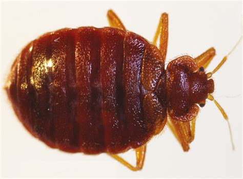 Bed Bug Cimex Lectularius Entomology Today