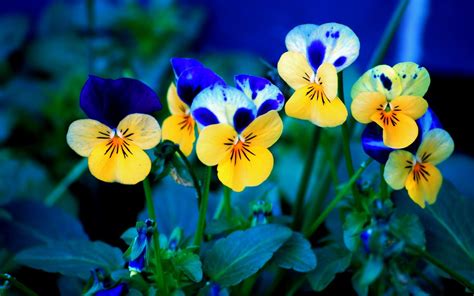 Flowers Wallpaper Pansies Flowers Spring Flowers Wallpaper Flower