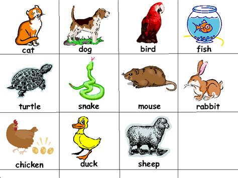 Pet Animals Names
