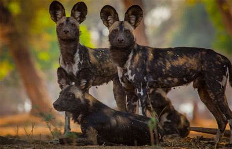 Global Artists Come Together For African Painted Dog Conservation