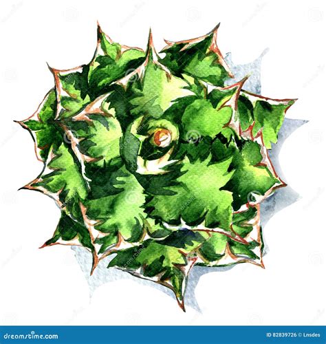 Agave Green Plant Top View Isolated Watercolor Illustration On White