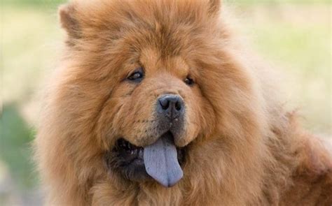 Chow Chow Dog Breed Information Complete Guide