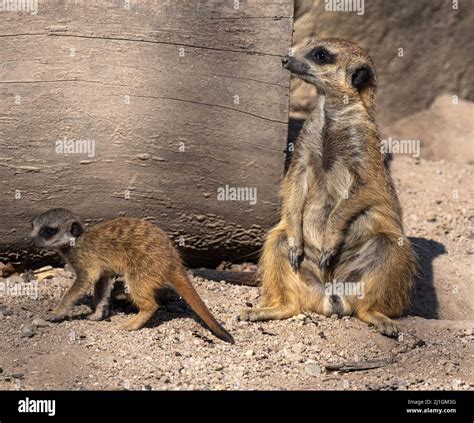 Meerkats Suricata Suricatta With Young Animals Stock Photo Alamy