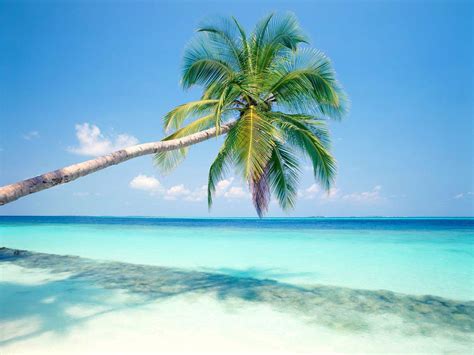 10 Best Palm Trees Desktop Wallpaper Full Hd 1080p Fo