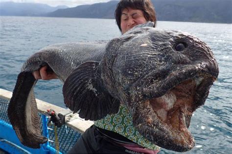 Giant Alien Fish Caught By Amazed Japanese Fishermen Daily Star