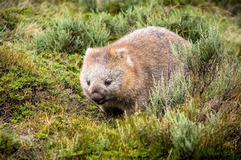 Wombat Características Alimentación Hábitat Reproducción Depredadores