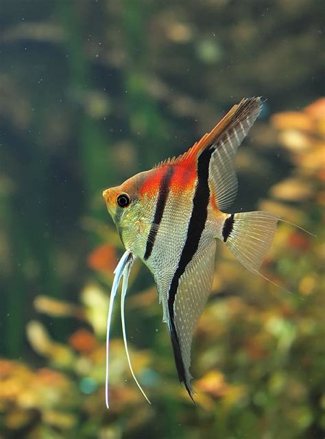 18 Different Types Of Angelfish To Consider For Your Freshwater Fish